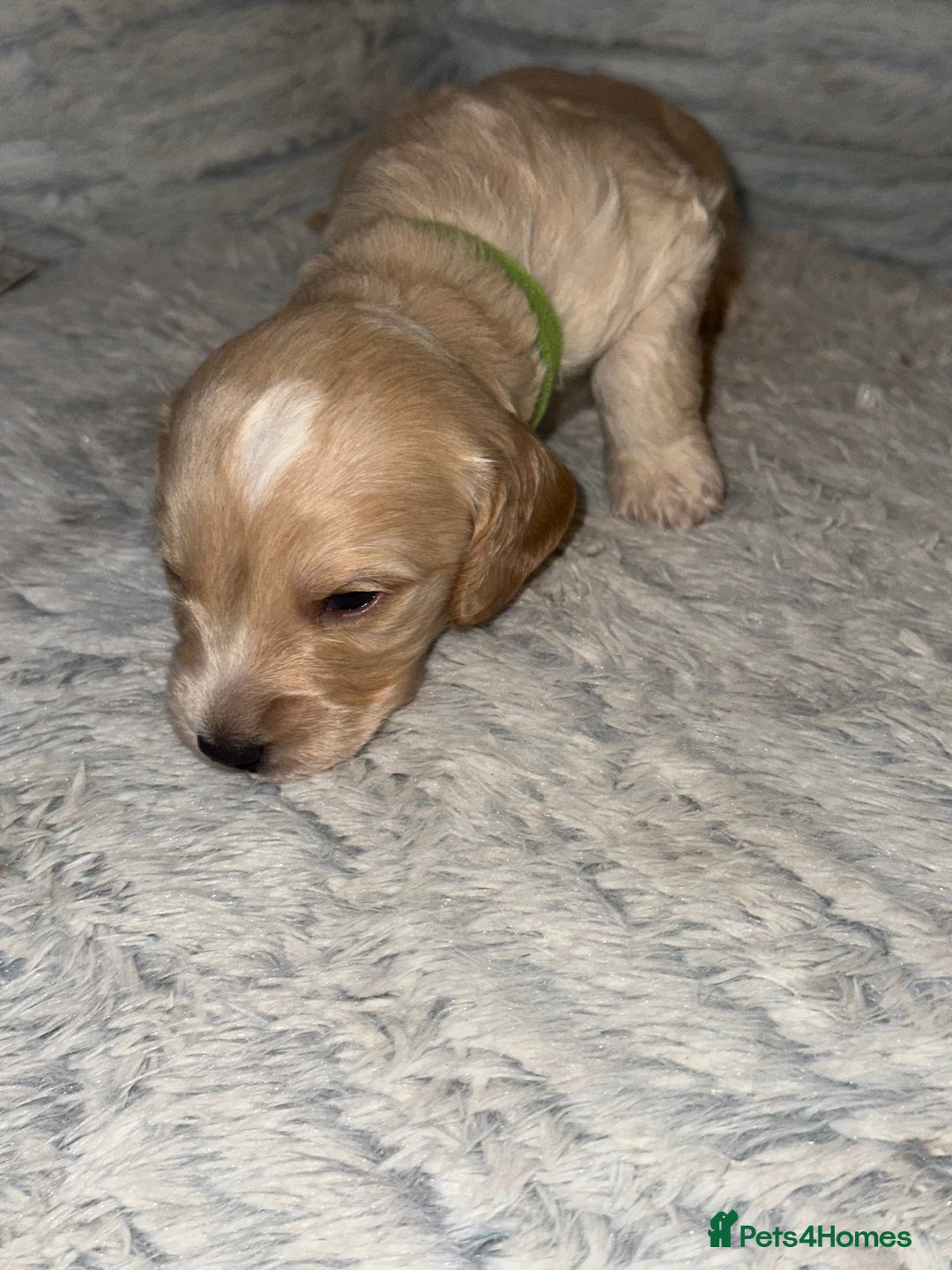 Cockapoo dogs for sale: Beautiful mixed Merle F2B Cockapoos  - Advert 20