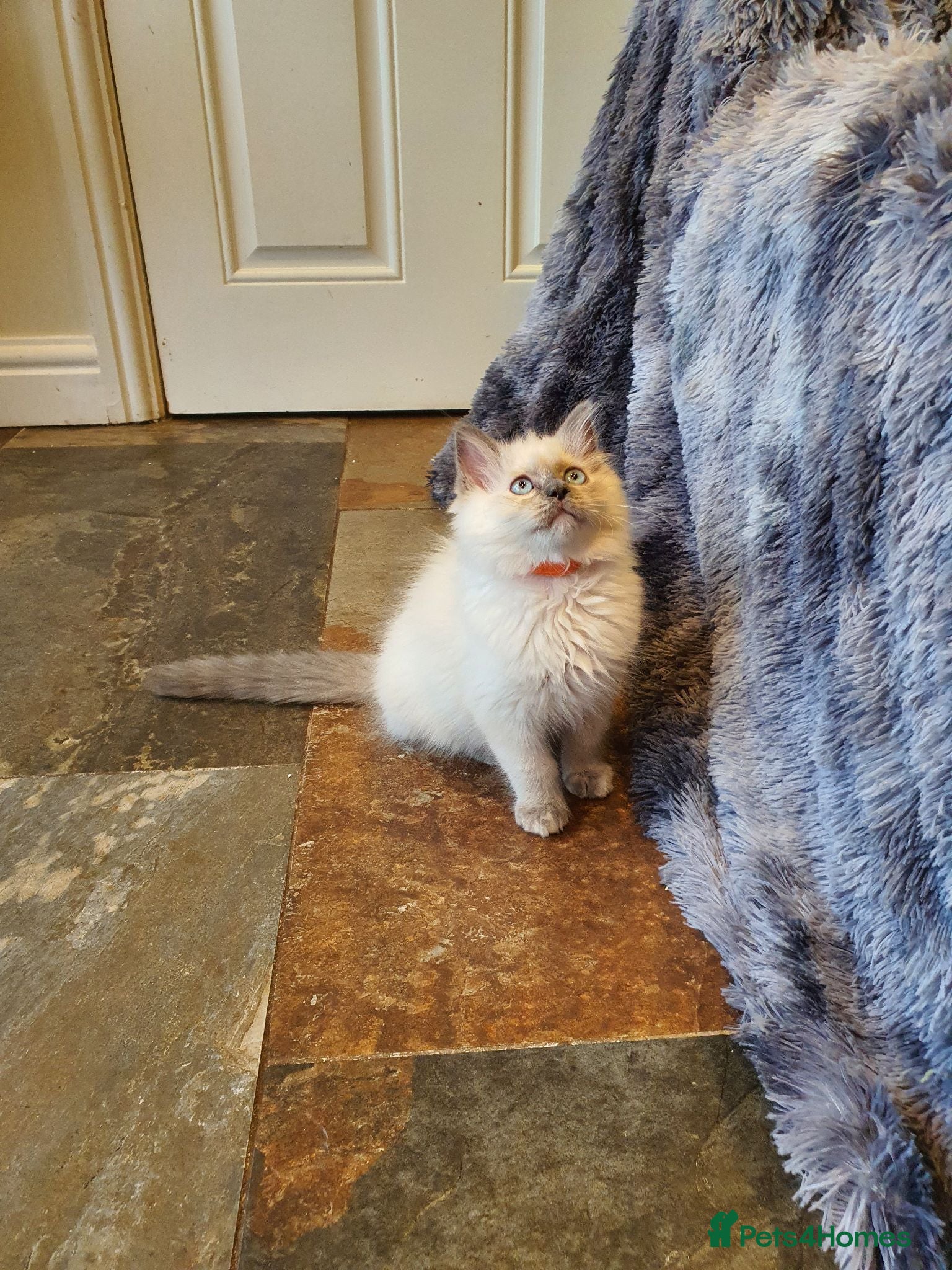 Ragdoll cats Beautiful GCCF Registered Ragdoll Kittens. - Advert 2