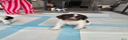 English Springer Spaniel dogs for sale: Gorgeous working English Springer Spaniel Puppies - Advert 23