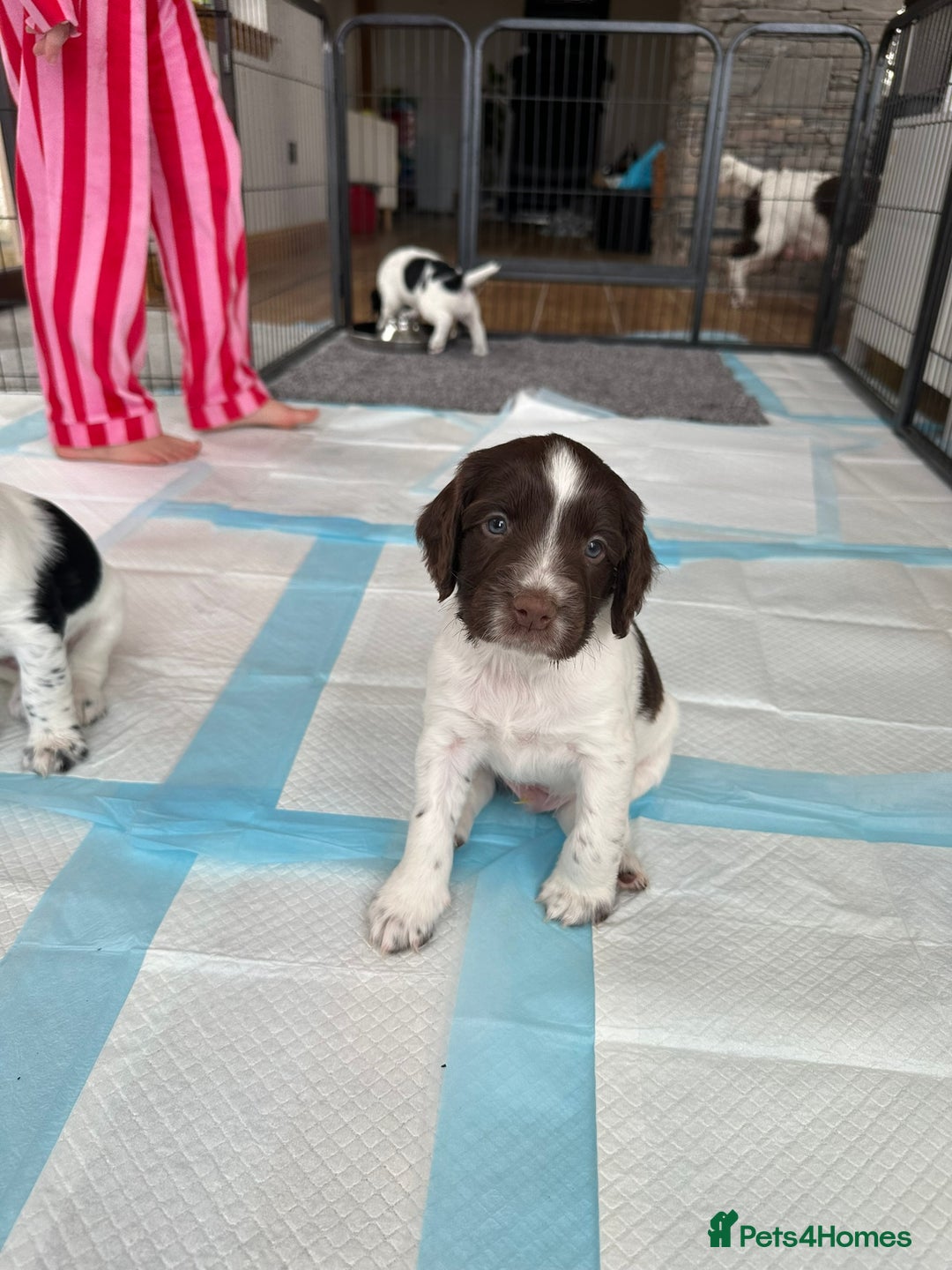 English Springer Spaniel dogs for sale: Gorgeous working English Springer Spaniel Puppies - Advert 23