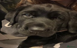 Labrador Retriever dogs for sale: Adorable, black Labrador puppy! - Image 3