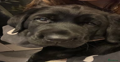 Labrador Retriever dogs - Advert 3