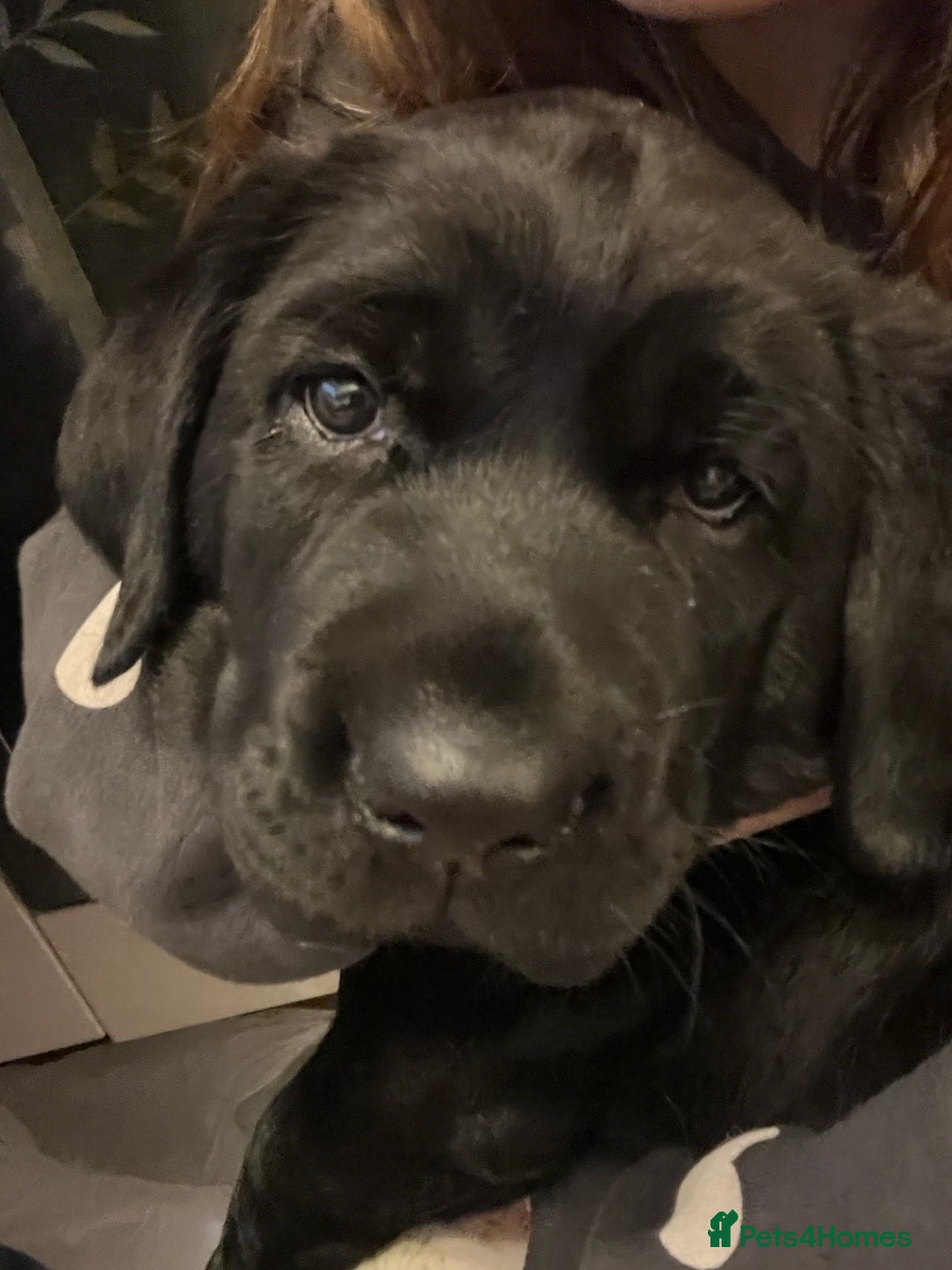 Labrador Retriever dogs for sale: Adorable, black Labrador puppy! - Image 3