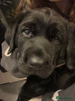 Labrador Retriever dogs - Advert 3