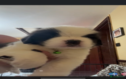 Saint Bernard dogs for sale: Health tested home raised puppies  in Thetford - Image 22
