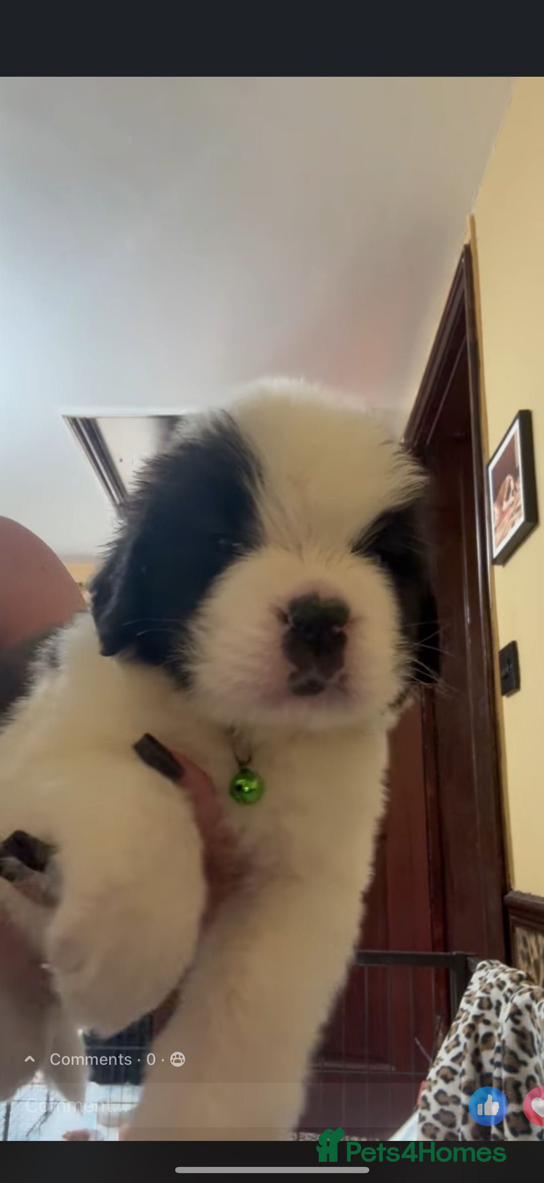 Saint Bernard dogs for sale: Health tested home raised puppies  in Thetford - Image 22