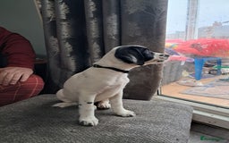 Mixed Breed dogs for sale: Lurcher x jackapoo  pups - Advert 7