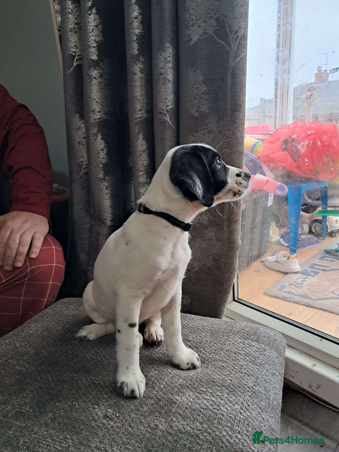 Mixed Breed dogs for sale: Lurcher x jackapoo  pups - Advert 7