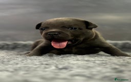 Staffordshire Bull Terrier dogs for sale: Paws Above The Rest  - Image 15