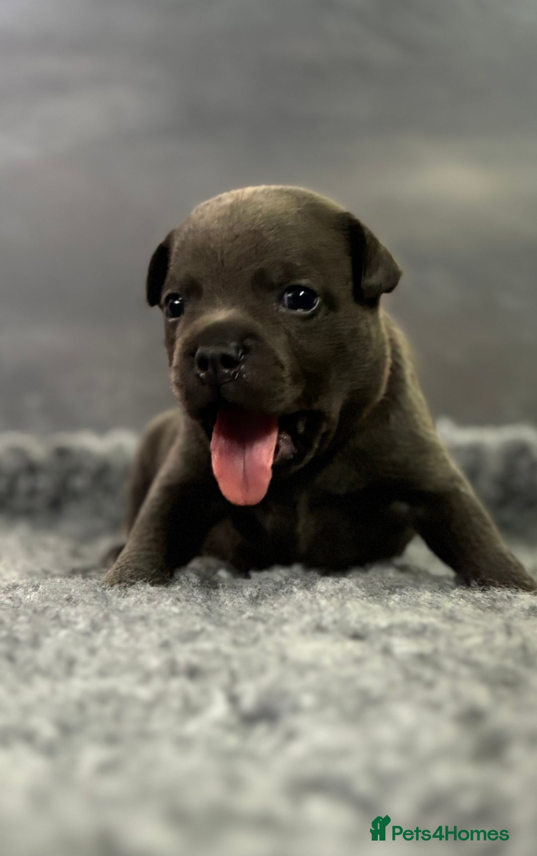 Staffordshire Bull Terrier dogs for sale: Paws Above The Rest  - Image 15