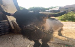 Goats livestock for sale: 2 male pygmy goats in need of new home - Image 3