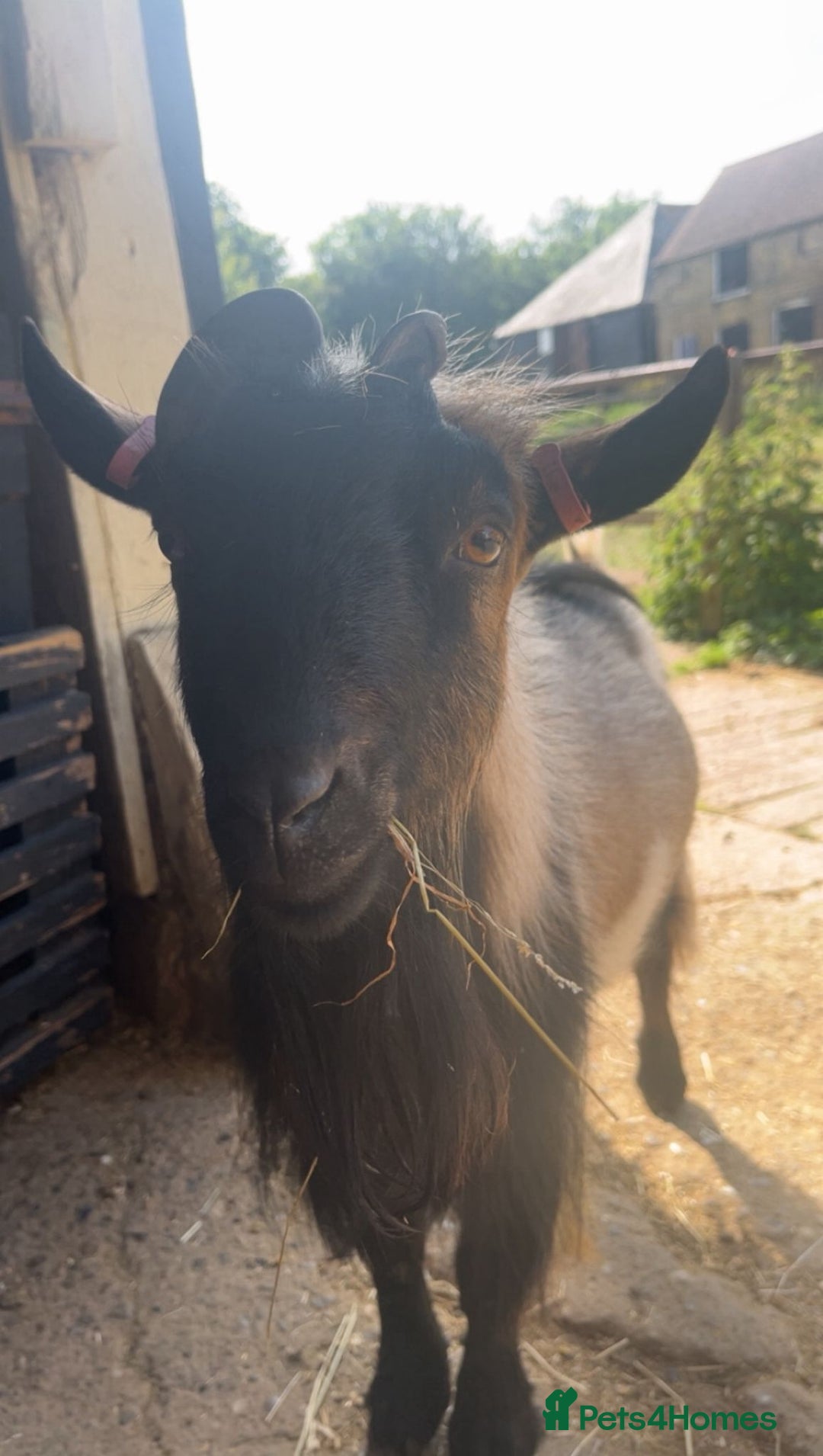Goats livestock for sale: 2 male pygmy goats in need of new home - Image 3