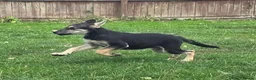 Tamaskan dogs for sale: Tamaskan Puppies *Health Tested Parents* - Advert 7