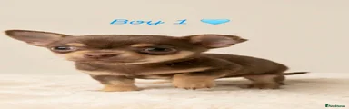 Chihuahua Puppy 1
