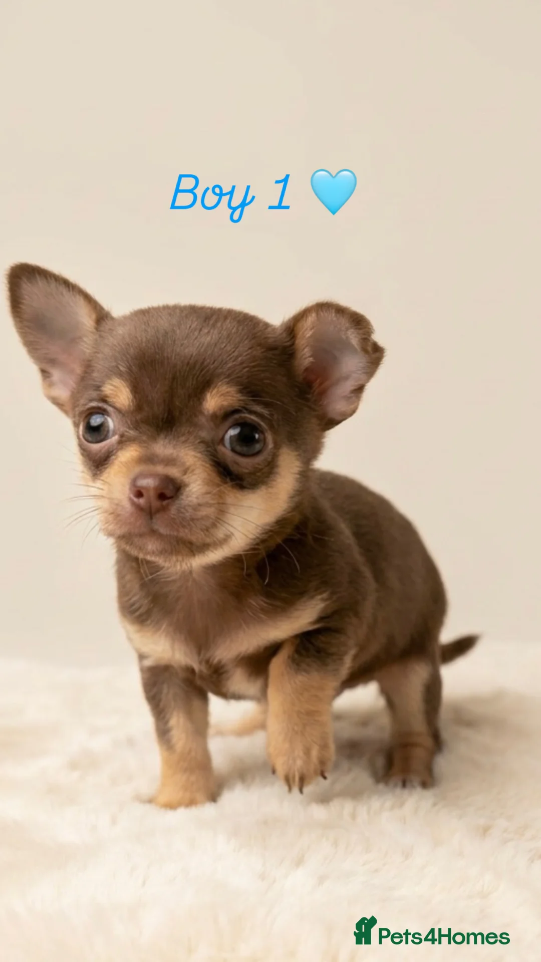 Chihuahua dogs for sale: Tiny smooth coat Chihuahua puppies - Advert 2