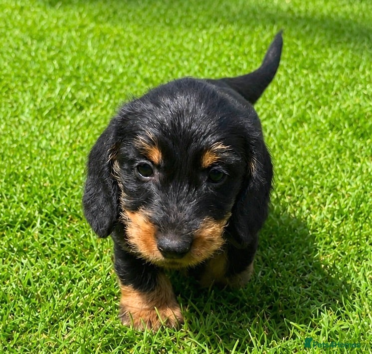 Miniature Dachshund dogs KC Mini Wire dachshunds LAFORA/PRA (Cord1) clear - Advert 18