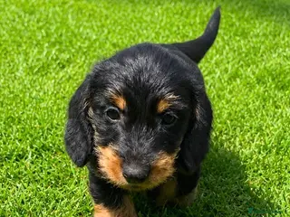 Miniature Dachshund dogs KC Mini Wire dachshunds LAFORA/PRA (Cord1) clear - Advert 4