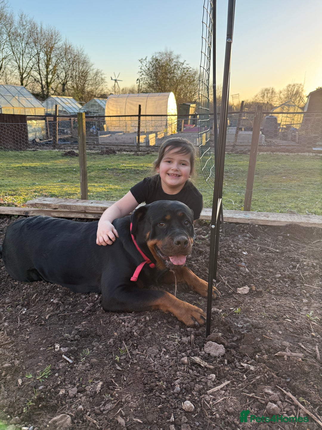 Rottweiler dogs for sale: Beautiful KC registered Rottweiler puppies  - Image 25