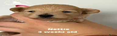 Nettie