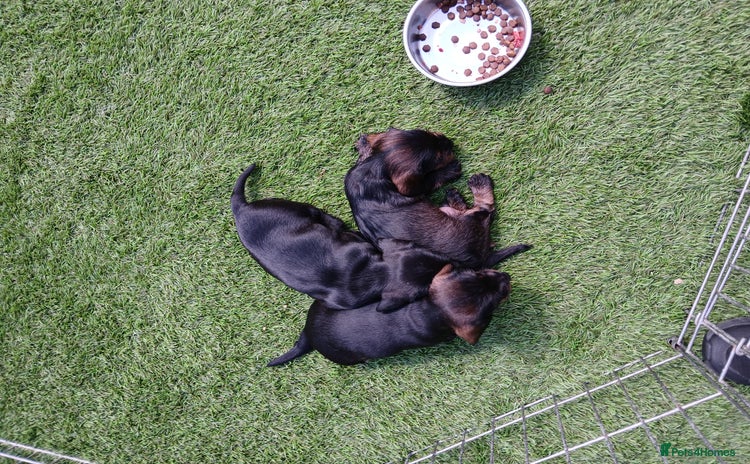 Miniature Dachshund dogs - Advert 8