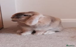 Mini Lop rabbits for sale: Two bonded female mini lops - Image 5