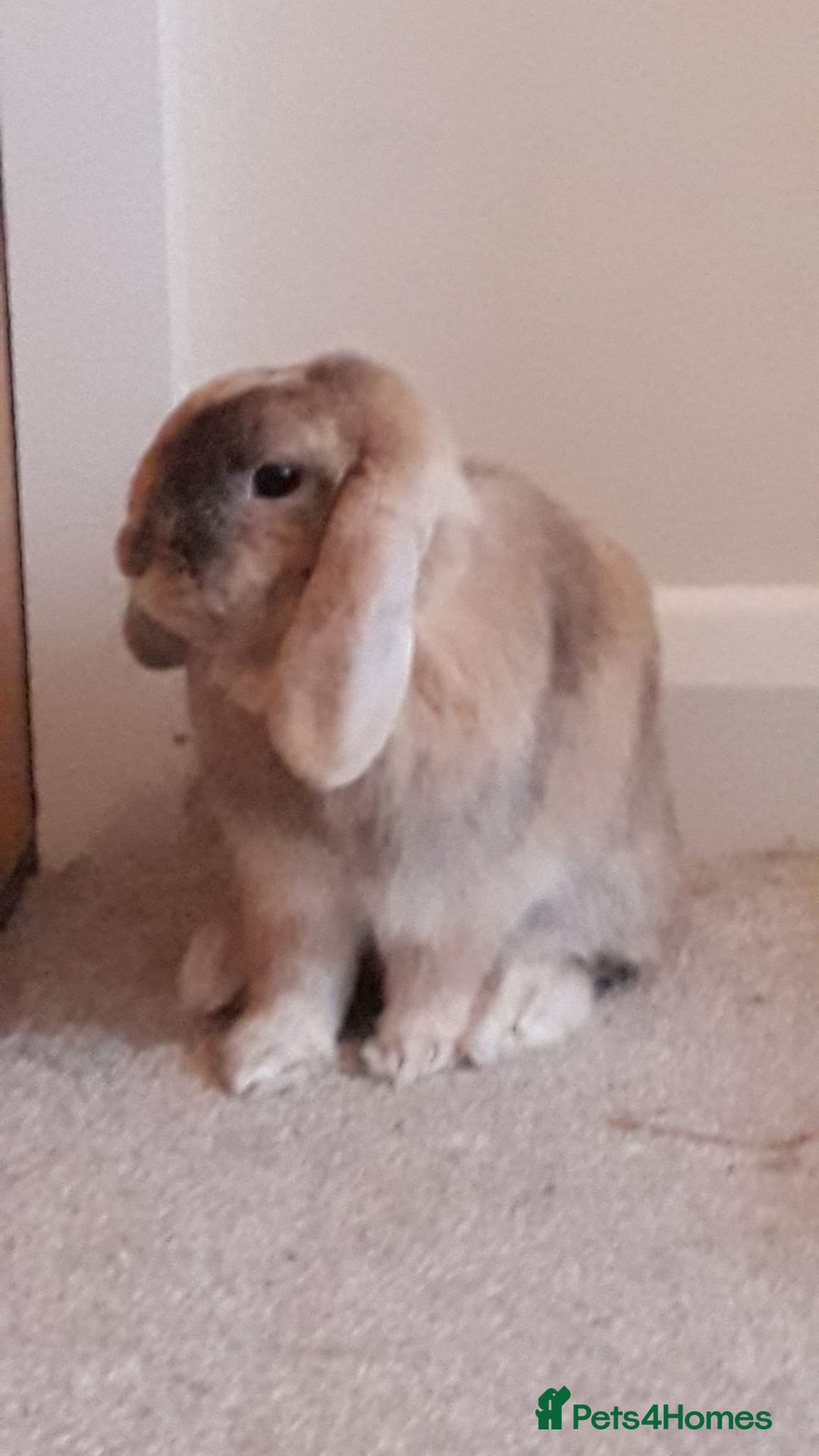 Mini Lop rabbits for sale: Two bonded female mini lops - Image 5