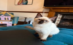 Ragdoll cats for sale: Ragdoll kittens for sale  - Image 11
