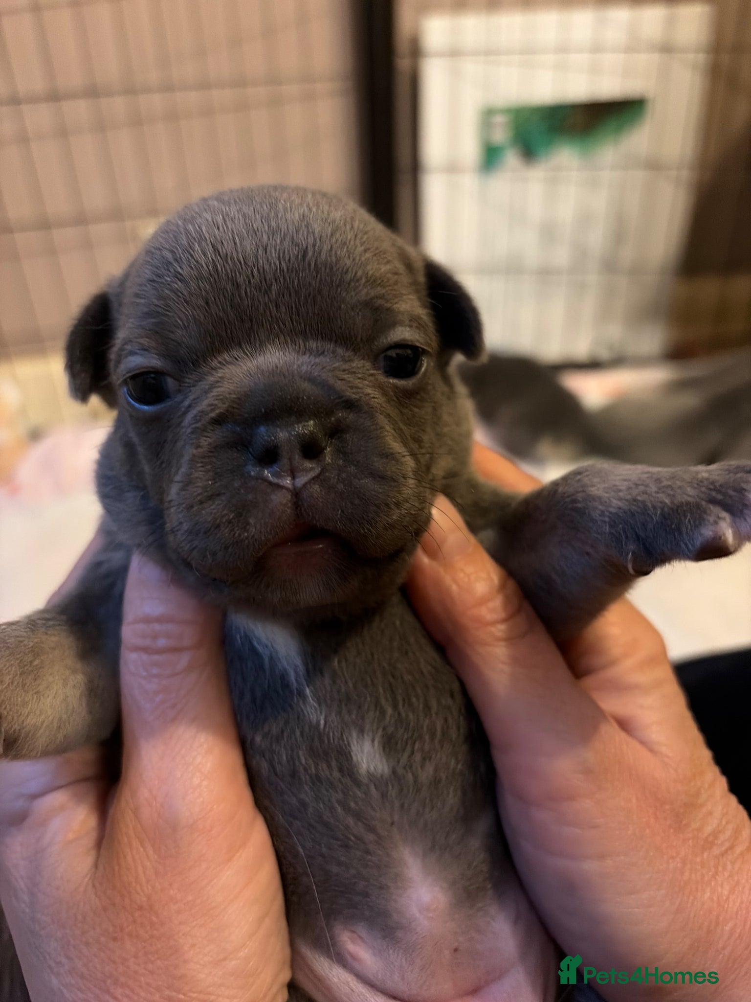 French Bulldog dogs for sale: French bulldog puppies  - Advert 17