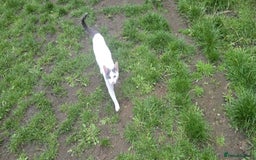 Mixed Breed cats for sale: Mix breed 2 kittens to rehome  - Image 8