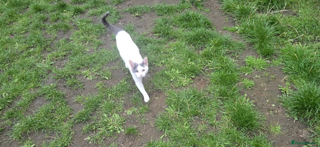 Mixed Breed cats for sale: Mix breed 2 kittens to rehome  - Image 8