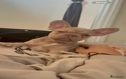 French Bulldog dogs for sale: French Bulldog🩷-Price Reduction-Open to offers!! - Image 1