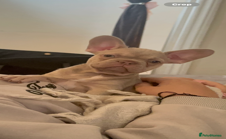 French Bulldog dogs - Advert 6