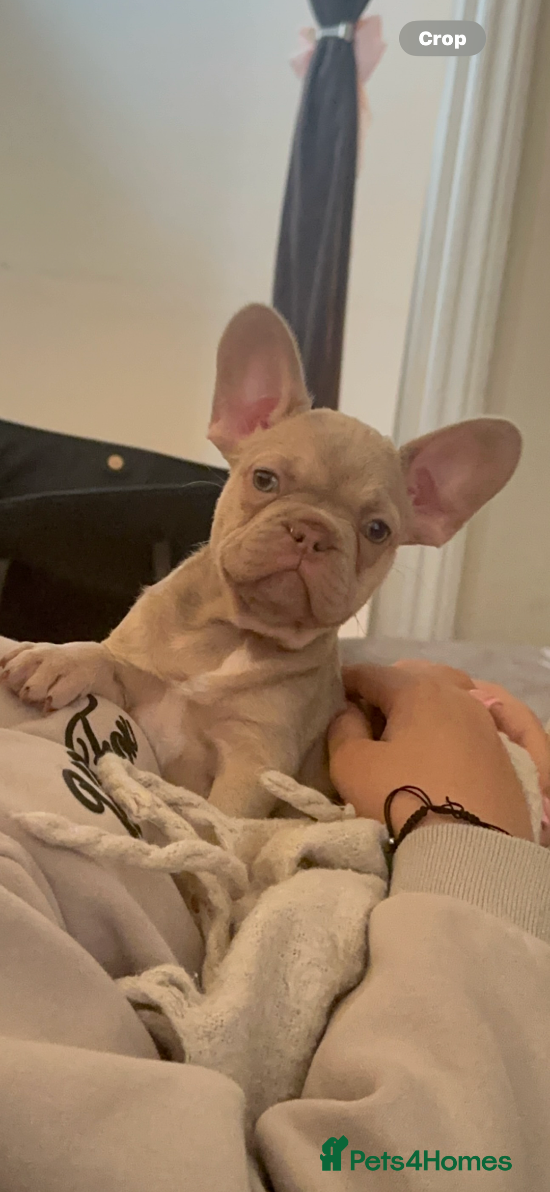 French Bulldog dogs for sale: French Bulldog🩷-Price Reduction-Open to offers!! - Image 1