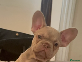 French Bulldog dogs - Advert 3