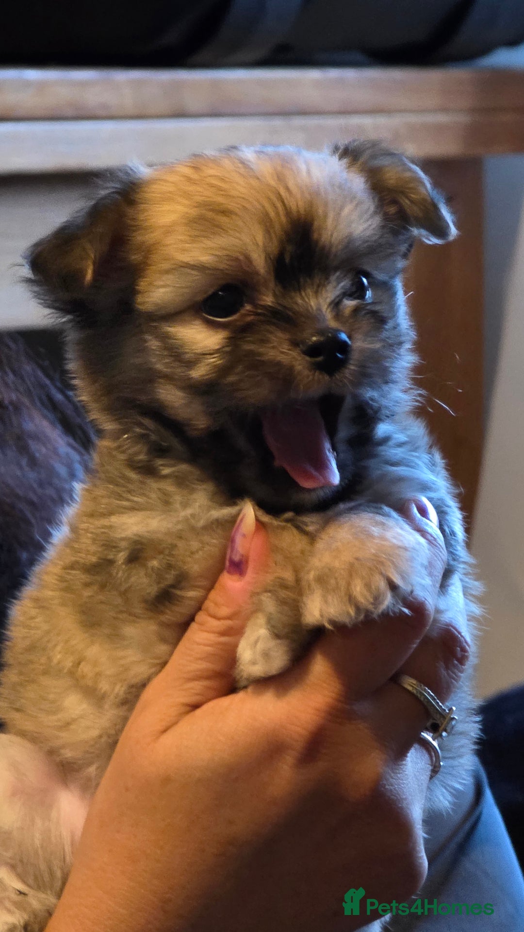 Mixed Breed dogs for sale: 3 cute lil Chihuahua X Chinese Crested puppies - Image 1