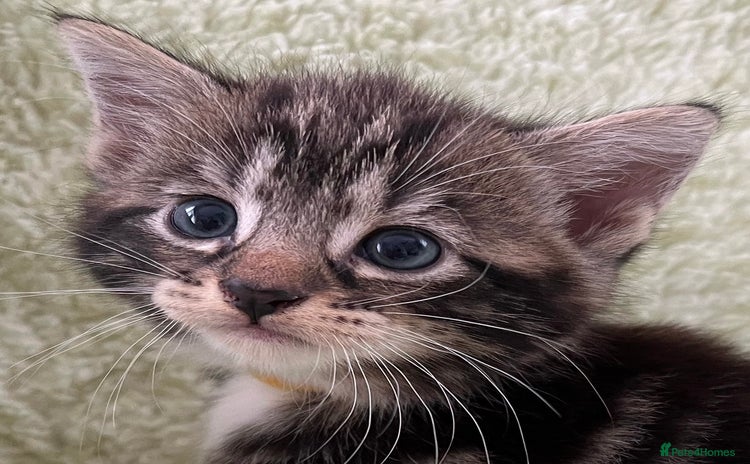 Mixed Breed cats - Advert 5