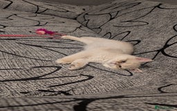 British Shorthair cats for sale: Little funny adorable girl  - Image 13