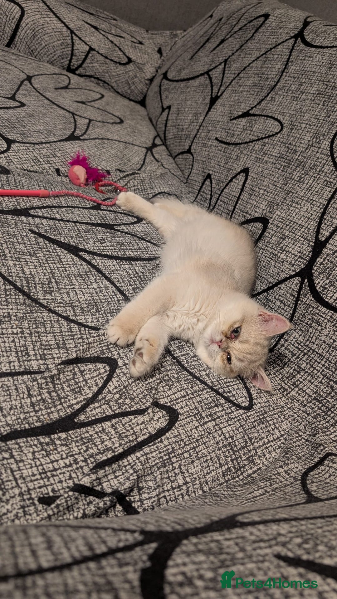 British Shorthair cats for sale: Little funny adorable girl  - Image 13