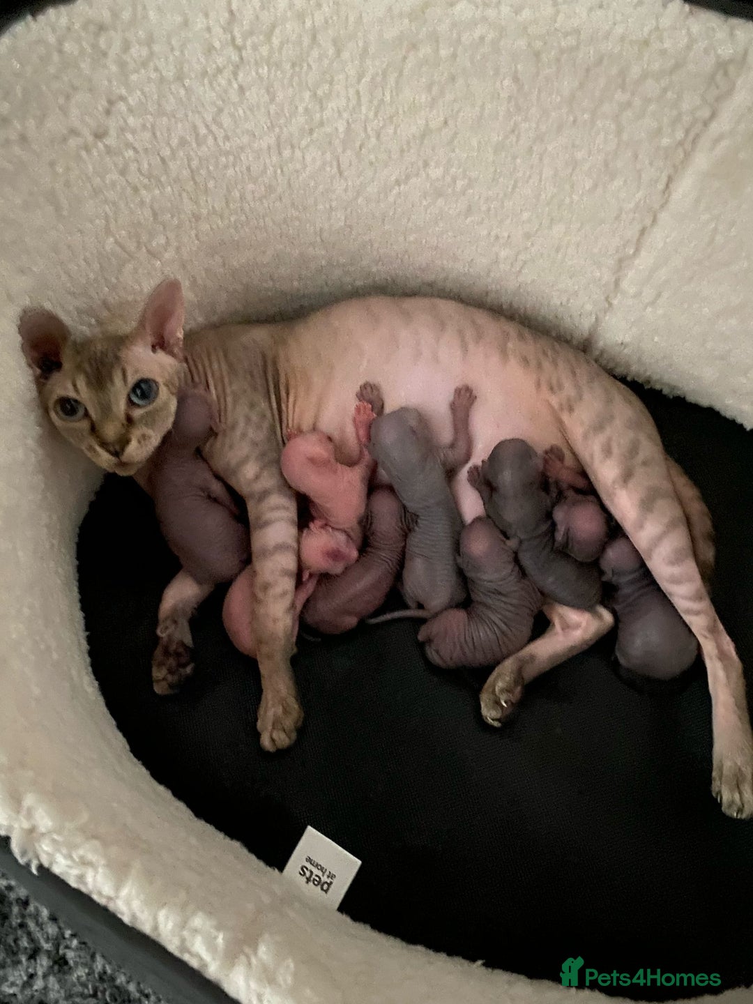 Sphynx cats for stud: TICA Registered Active,Canadian Sphynx is for STUD - Advert 8