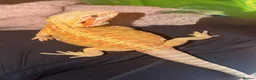 Bearded Dragon reptiles for sale: Female Bearded Dragon  - Advert 1