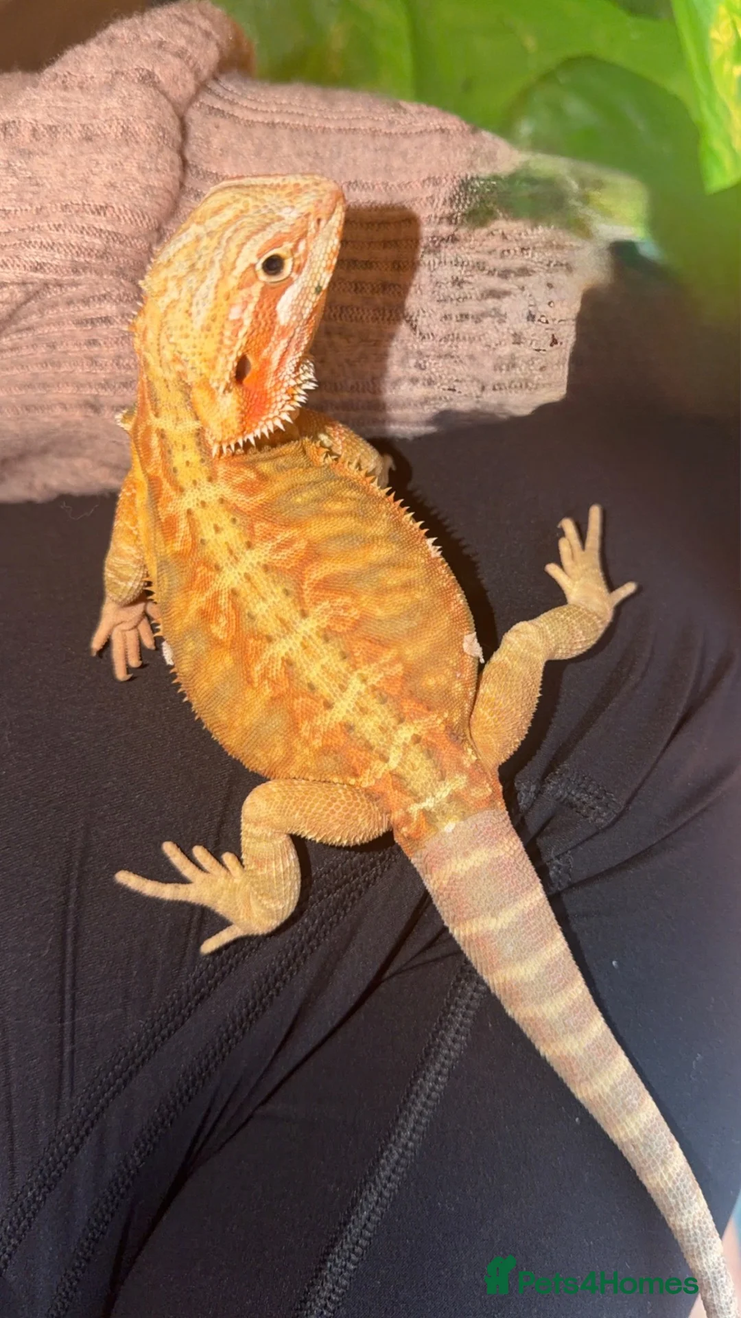 Bearded Dragon reptiles for sale: Female Bearded Dragon  - Advert 1