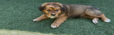 Mixed Breed 6