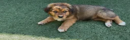 Mixed Breed dogs for sale: Central Asian Shepard x Rottweiler Puppies - Advert 15