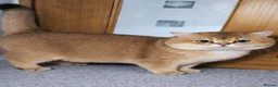 British Shorthair cats for stud: ⚜️GOLDEN BSH 🏆 TICA and GCCF reg - Advert 8