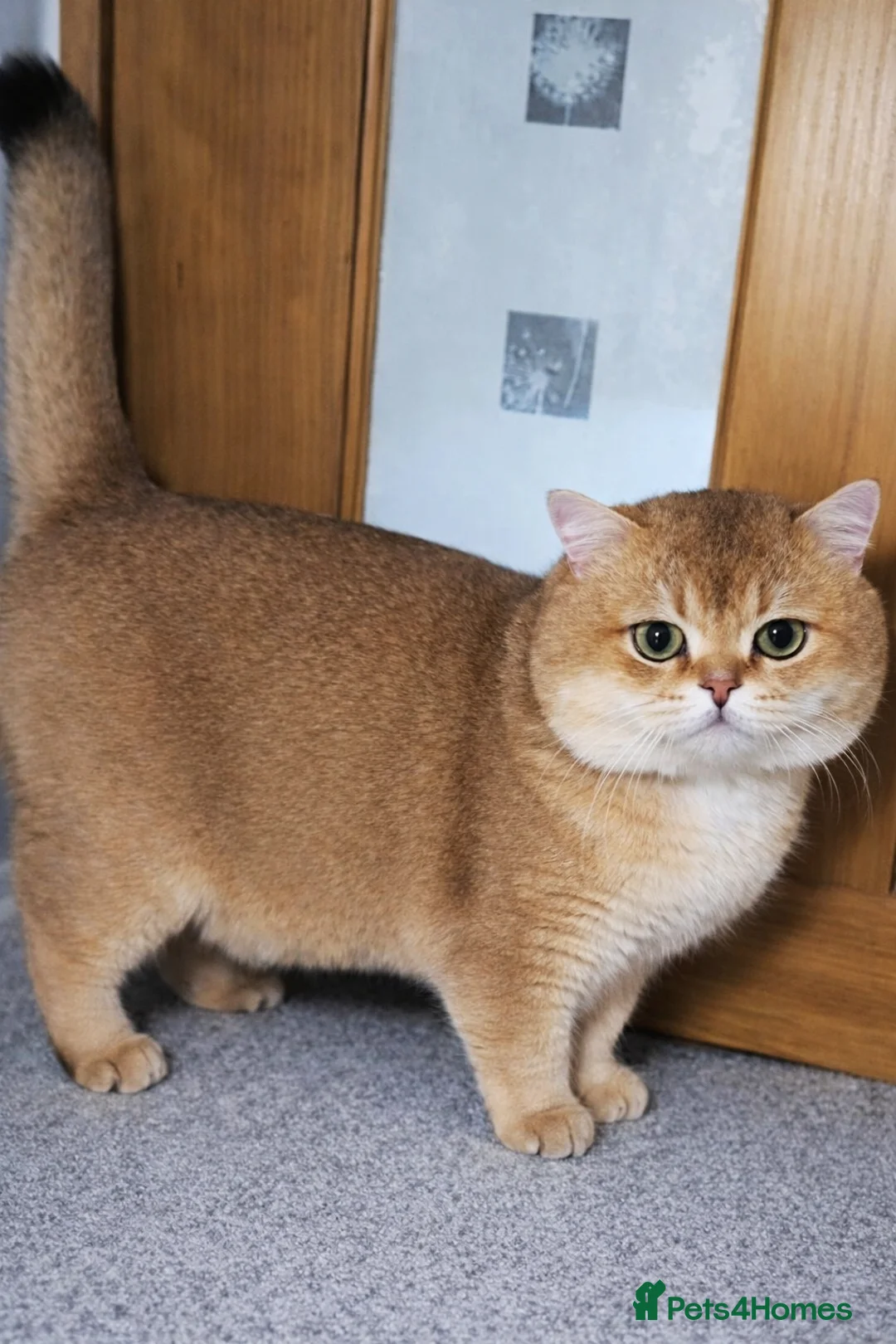 British Shorthair cats for stud: ⚜️GOLDEN BSH 🏆 TICA and GCCF reg - Advert 8
