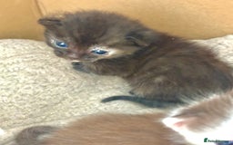 Bengal cats for sale: Beautiful kittens  - Image 6