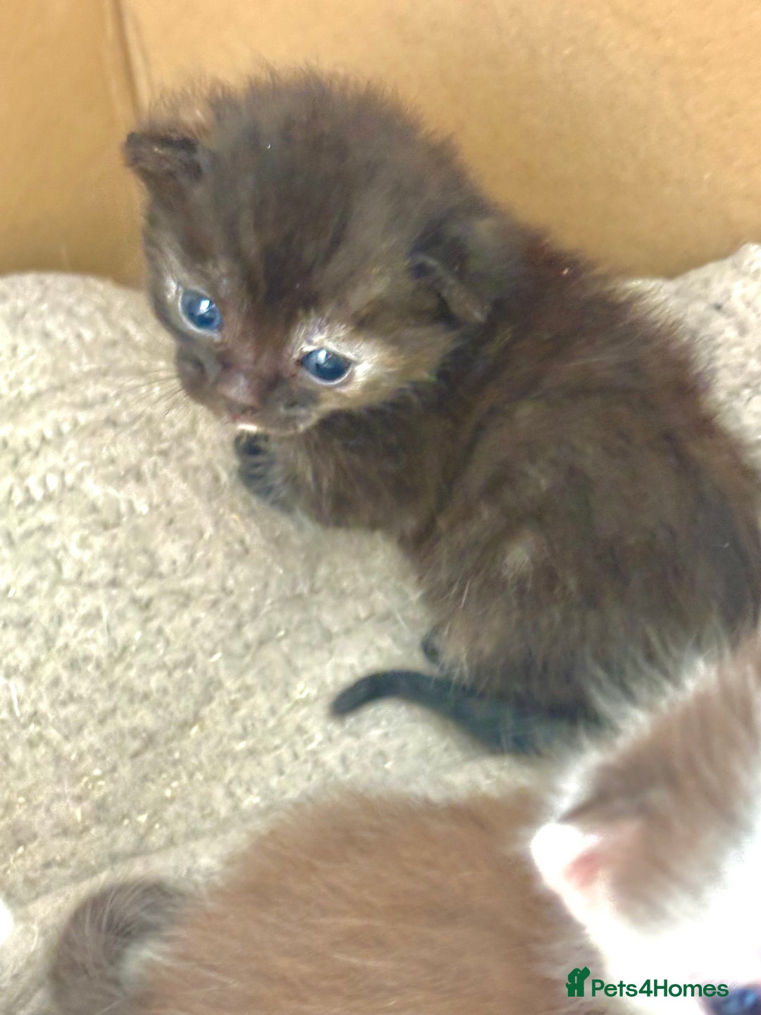 Bengal cats for sale: Beautiful kittens  - Image 6