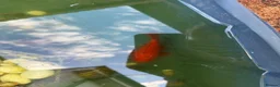 Pond Fish fish for sale: An array of different fan tail and gold fish  in Cambridge - Advert 3