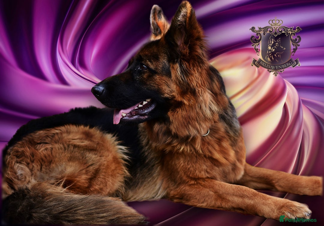 German Shepherd dogs for sale: BLACK LONGHAIRED GSD PUPPIES KC REGISTERED in Manchester - Image 10