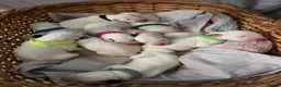 Dalmatian dogs for sale: Beautiful KC reg Dalmatian pups - Advert 21